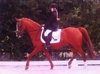 Robin 2008